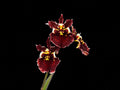 Tolumnia Jairak Firm Crimson Orchid Plant
