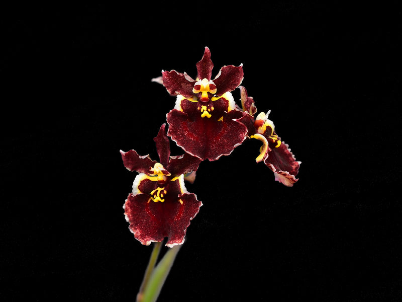 Tolumnia Jairak Firm Crimson Orchid Plant