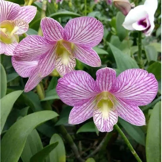 Dendrobiom Aridang x Burana Stripe Hybrid Orchid Plant