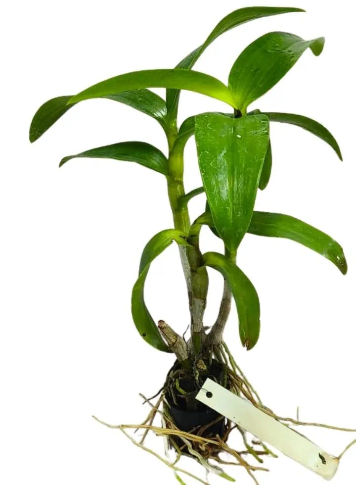 Dendrobiom Nopporn Mutation Hybrid Orchid Plant