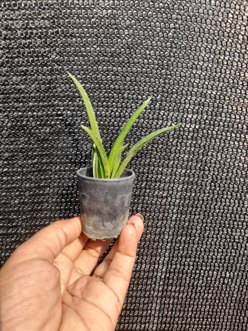 Tolumnia Christ Moon Orchid Plant
