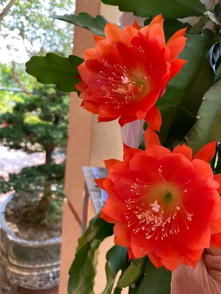 Brahma Kamal Epiphyllum Orange Plant