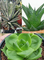 Haworthia Indoor Plant Combo of 3 Varieties Plant