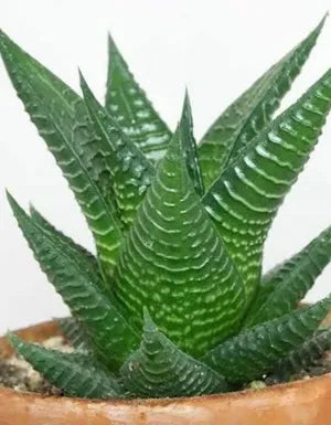 Haworthia Indoor Plant Combo of 3 Varieties Plant