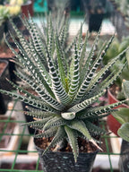 Haworthia Indoor Plant Combo of 3 Varieties Plant