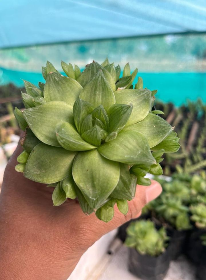 Haworthia Indoor Plant Combo of 3 Varieties Plant
