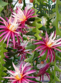 Zigzag Ephyllum  Fishbone Plant