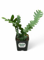 Zigzag Ephyllum  Fishbone Plant