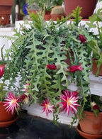 Zigzag Ephyllum  Fishbone Plant