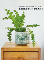Zigzag Ephyllum  Fishbone Plant