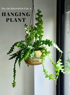 Zigzag Ephyllum  Fishbone Plant