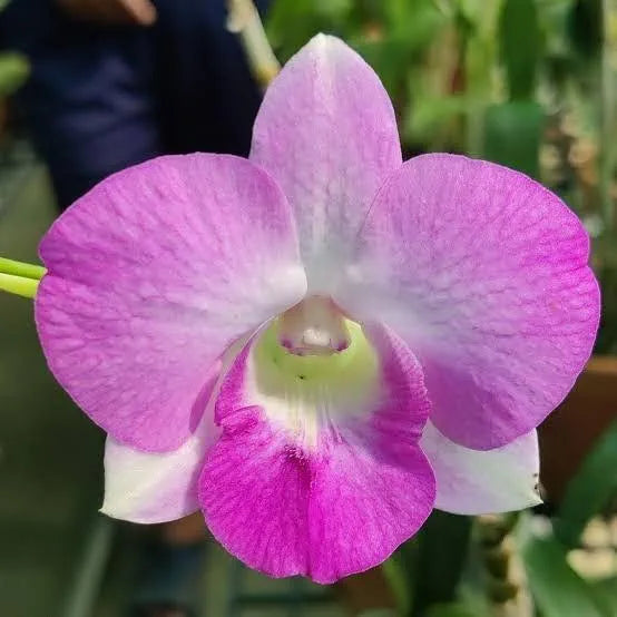 Dendrobium Big Pink Surprise Hybrid Orchid Plant