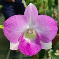 Dendrobium Big Pink Surprise Hybrid Orchid Plant