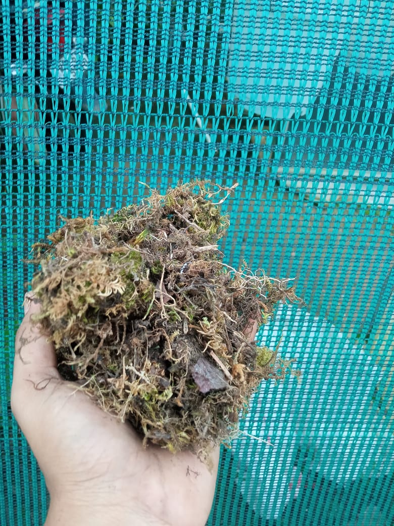 Orchid Zone Premium Moss Potting Mix