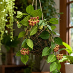 Kokedama Hoya Polyneura