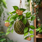 Kokedama Hoya Polyneura