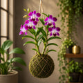 Premium Dendrobium Sonia Orchid Kokedama – Hanging Live Orchid Plant