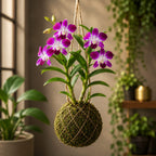 Premium Dendrobium Sonia Orchid Kokedama – Hanging Live Orchid Plant