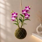 Premium Dendrobium Sonia Orchid Kokedama – Hanging Live Orchid Plant