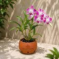 Dendrobium Sonia purple