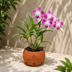 Dendrobium Sonia purple