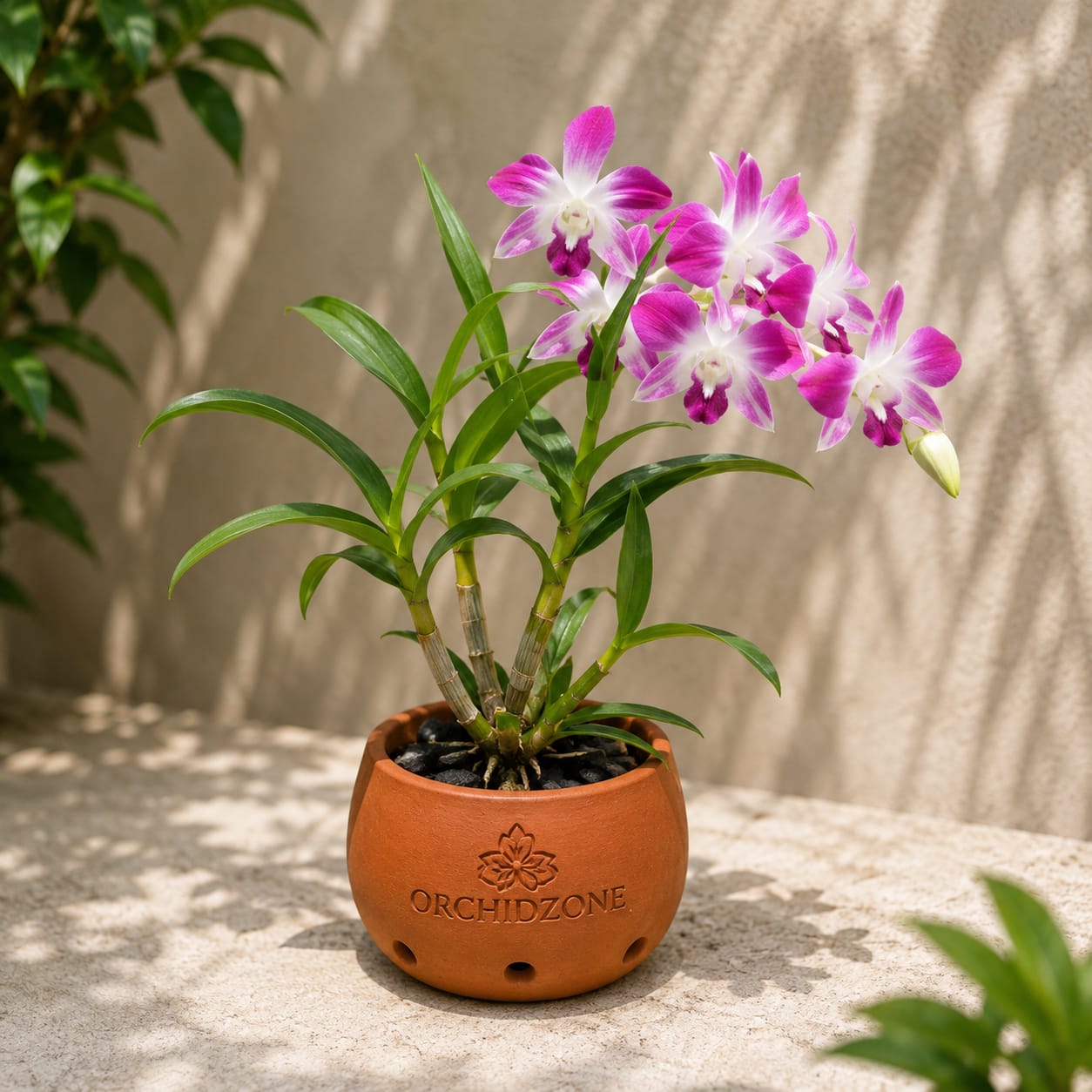 Dendrobium Sonia purple
