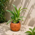 Dendrobium Aree dang green