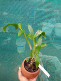 Dendrobium white dimond