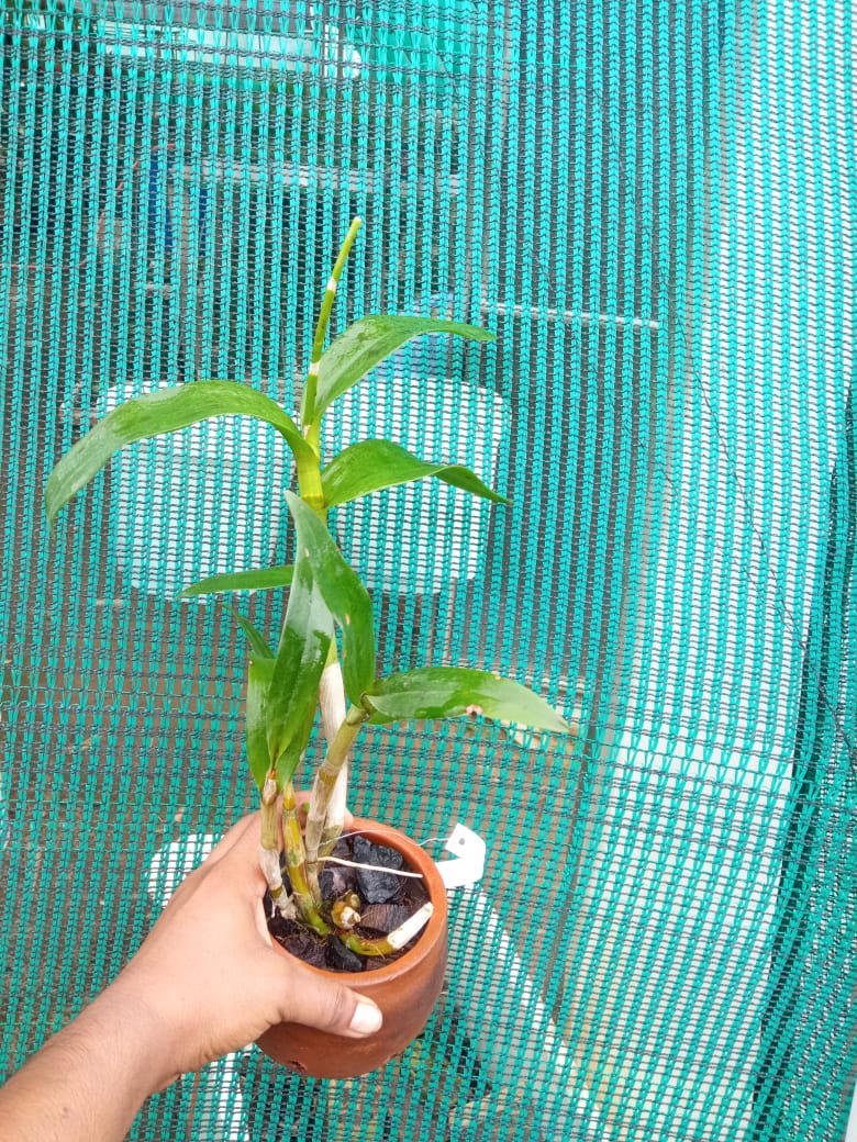 Dendrobium bankcok white