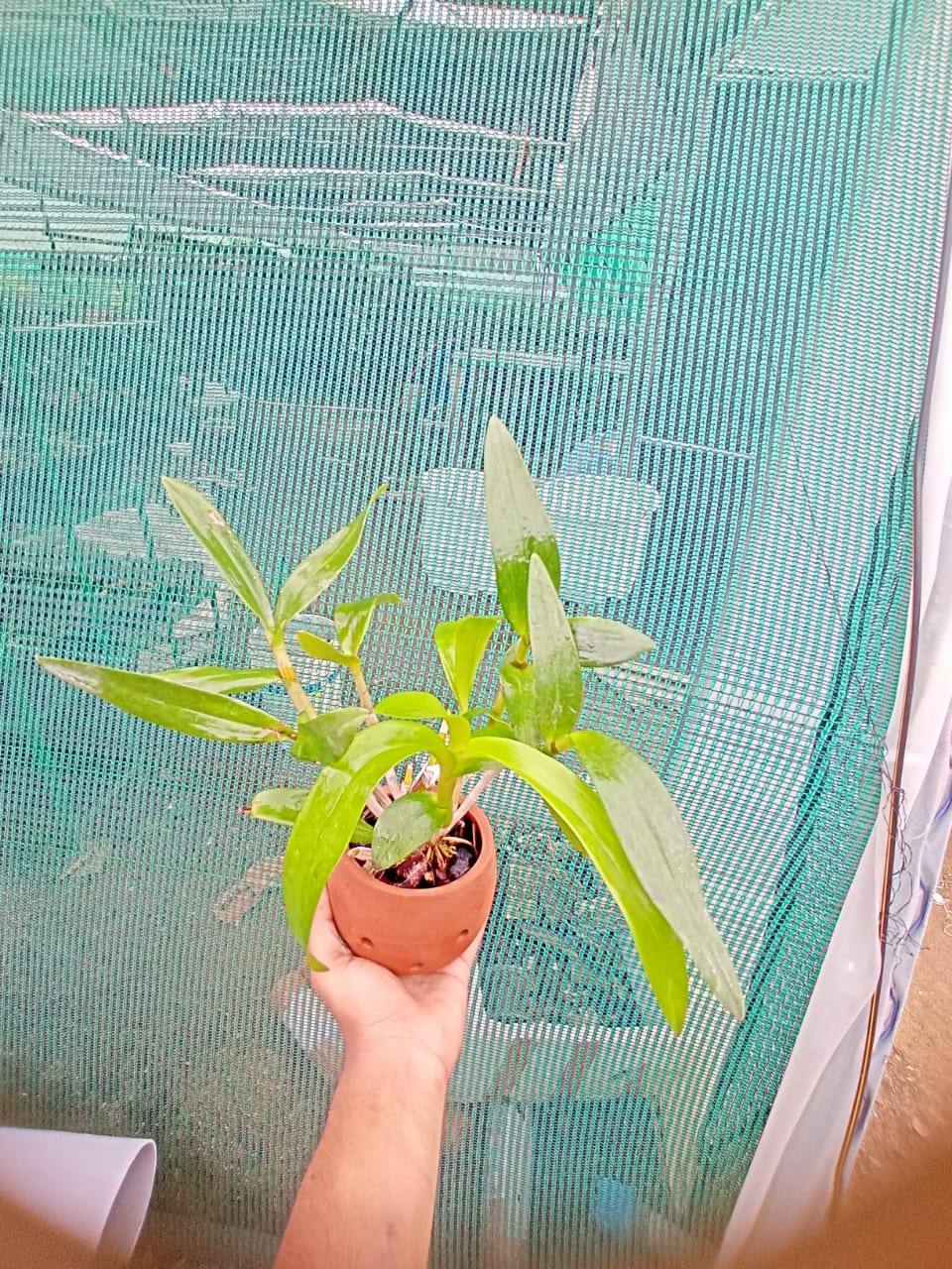 Dendrobium Pink happy