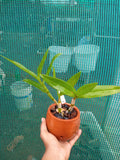 Dendrobium Mesengali