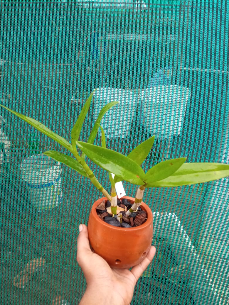 Dendrobium Mesengali