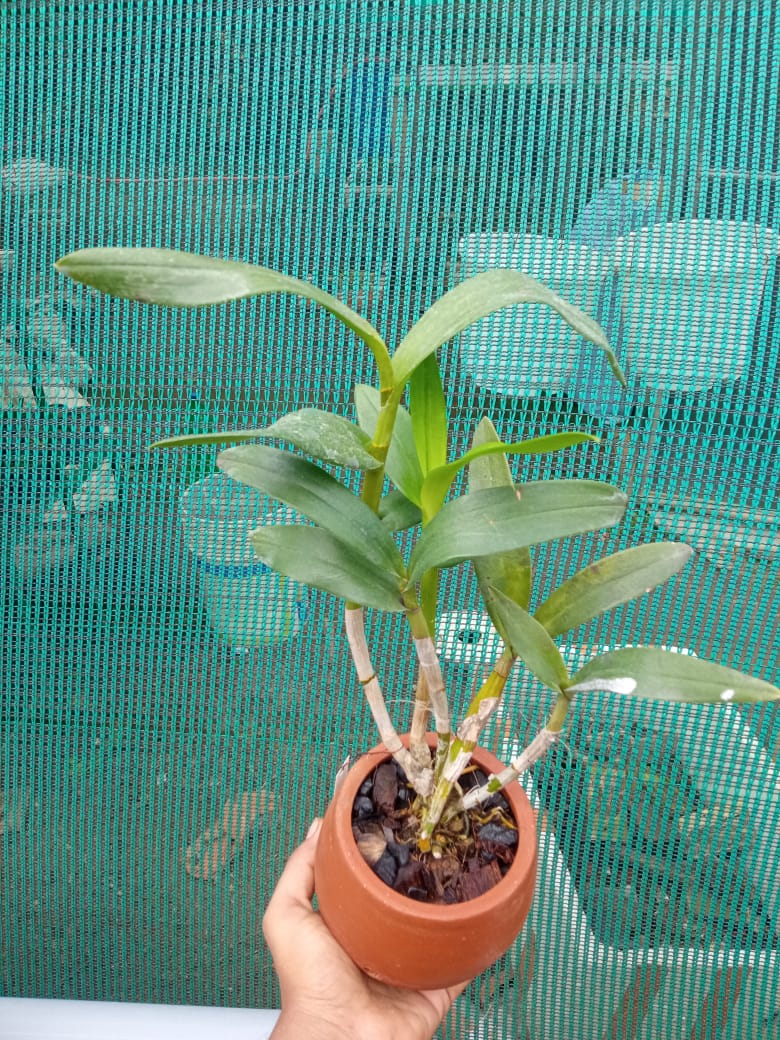 Dendrobium dang blue