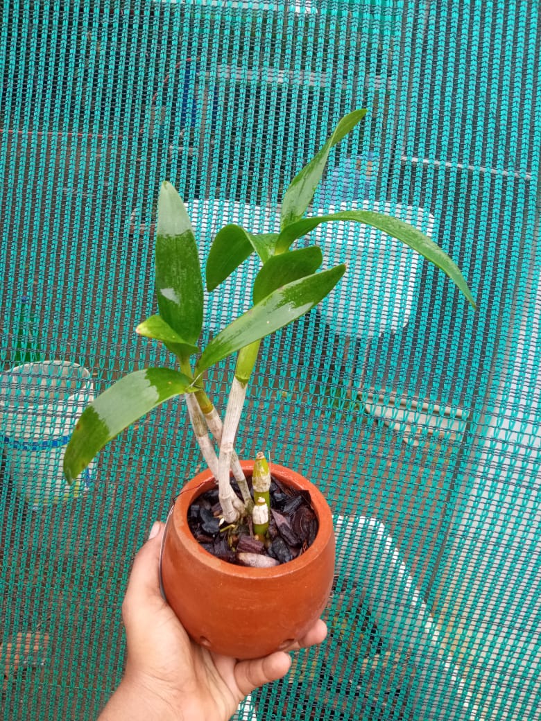Dendrobium  Burana Pinky