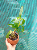 Dendrobium Burana jade