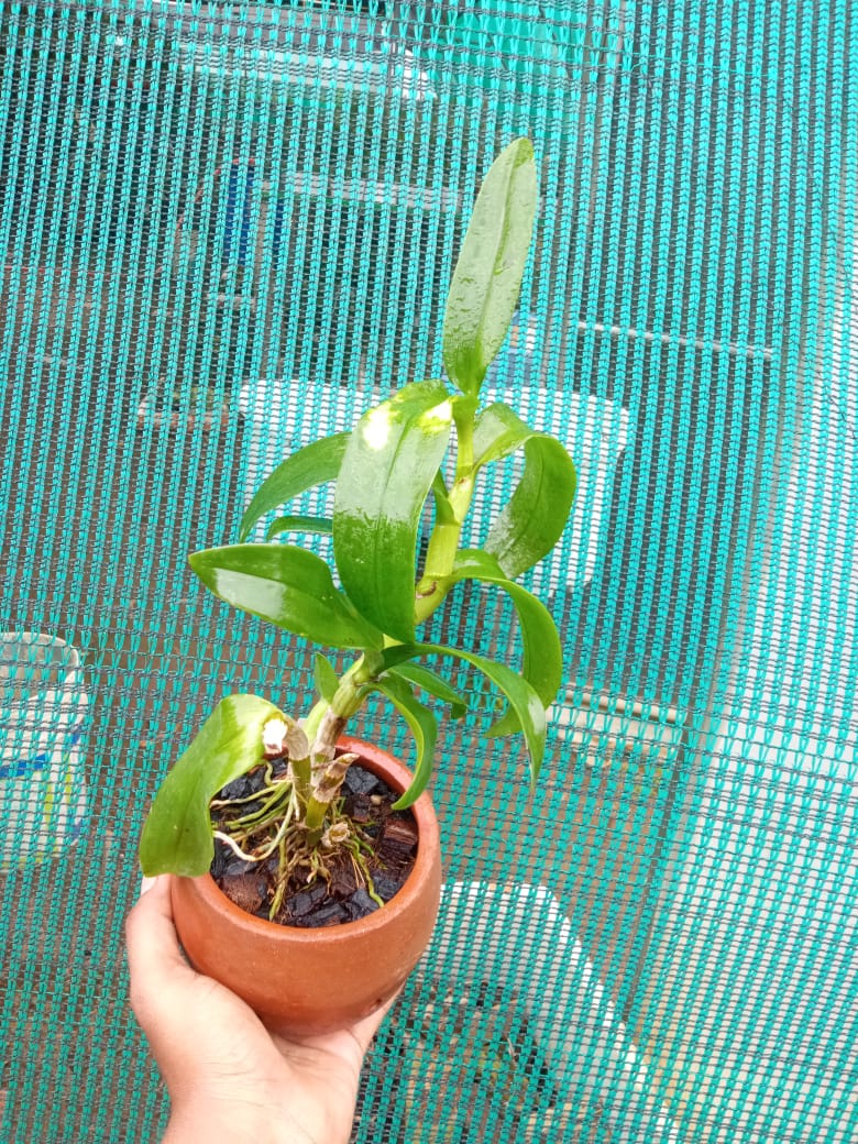 Dendrobium Burana jade