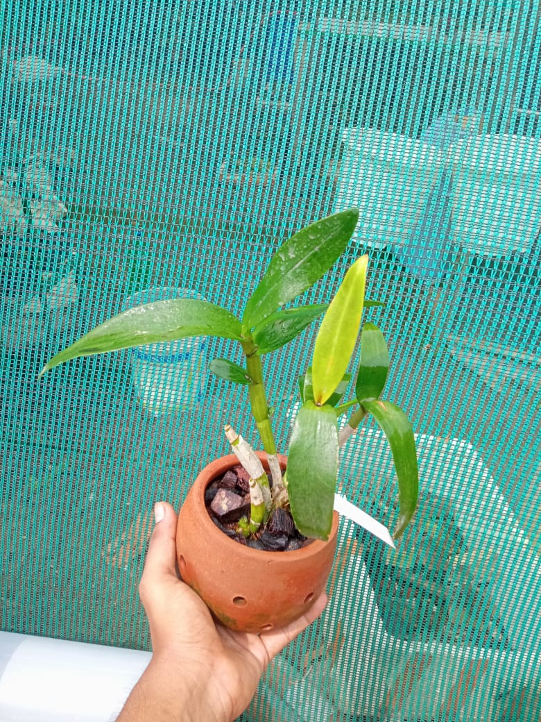 Dendrobium Apichart rainbow