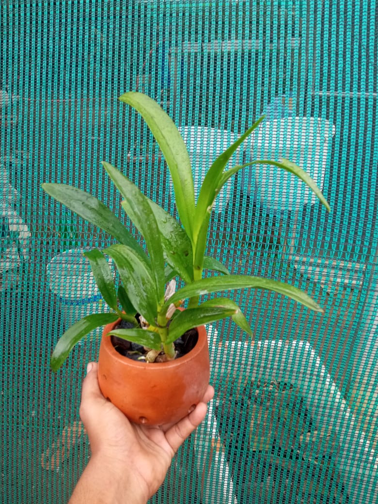 Dendrobium Aree dang green