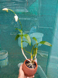 Dendrobium madona red