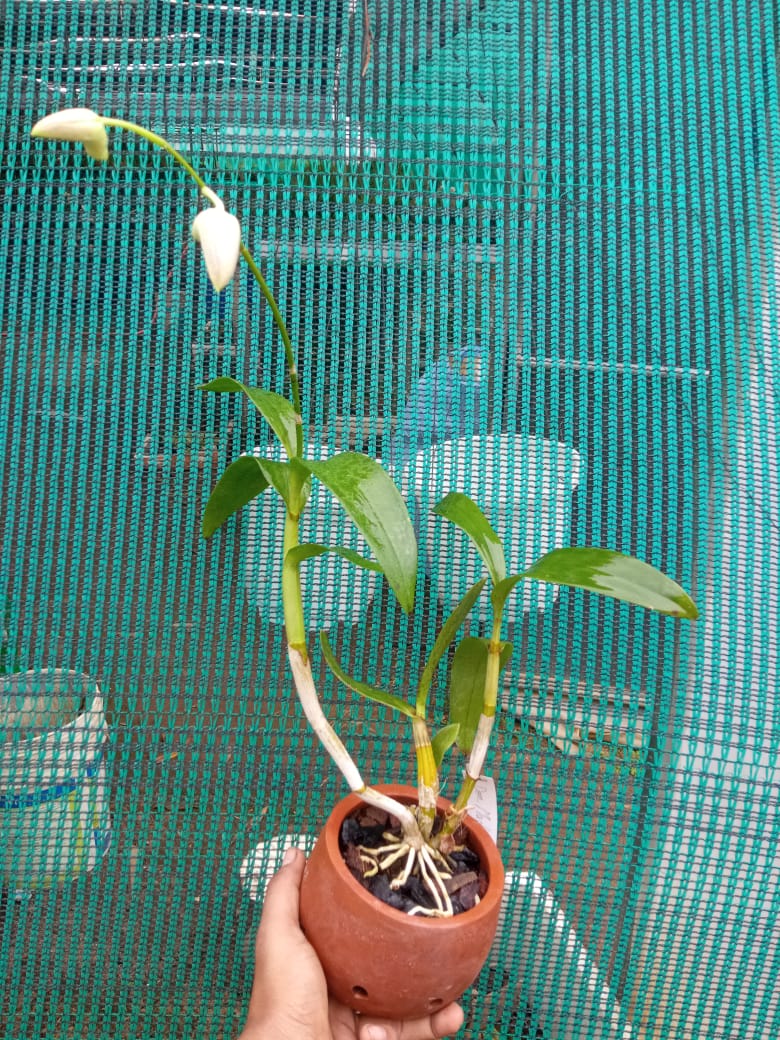 Dendrobium madona red
