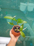 Dendrobium woo leng