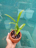 Dendrobium Nopron star bright