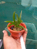 Tolumnia ‘Jairak Rainbow Hot Pink’ – Rare Mini Orchid Plant | OrchidZone