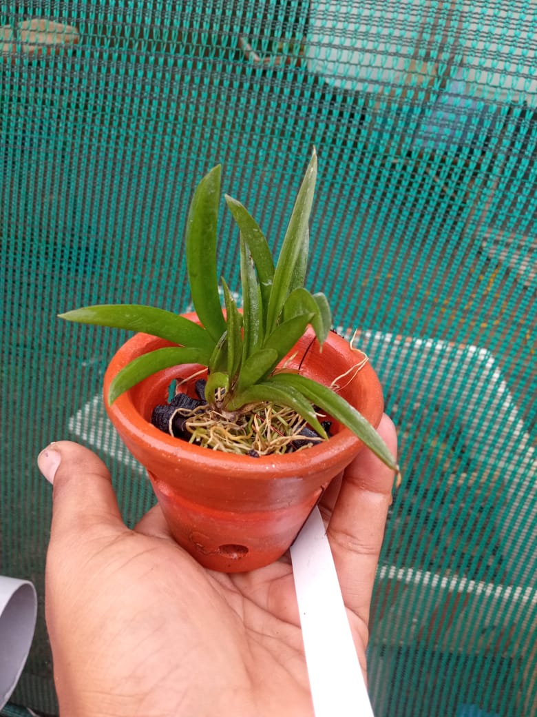 Tolumnia ‘Jairak Rainbow Hot Pink’ – Rare Mini Orchid Plant | OrchidZone