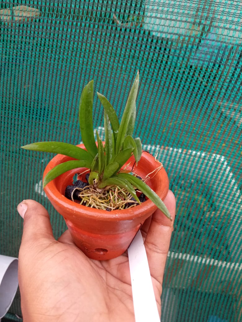Tolumnia ‘Jairak Firm Lion’ – Rare Mini Orchid Plant | OrchidZone