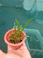 Tolumnia ‘Sairak Rainbow Hot Pink’ – Rare Mini Orchid Plant | OrchidZone