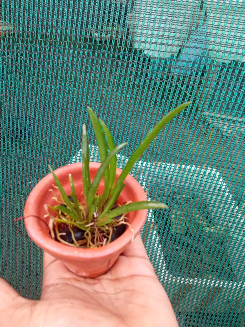 Tolumnia ‘Sairak Rainbow Hot Pink’ – Rare Mini Orchid Plant | OrchidZone