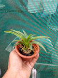 Tolumnia ‘Sairak Rainbow Hot Pink’ – Rare Mini Orchid Plant | OrchidZone