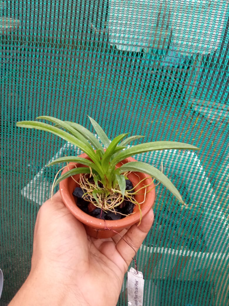 Tolumnia ‘Sairak Rainbow Hot Pink’ – Rare Mini Orchid Plant | OrchidZone