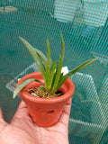 Tolumnia ‘Jairak Firm Lion’ – Rare Mini Orchid Plant | OrchidZone
